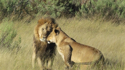 Best of Southern Africa By World Journeys