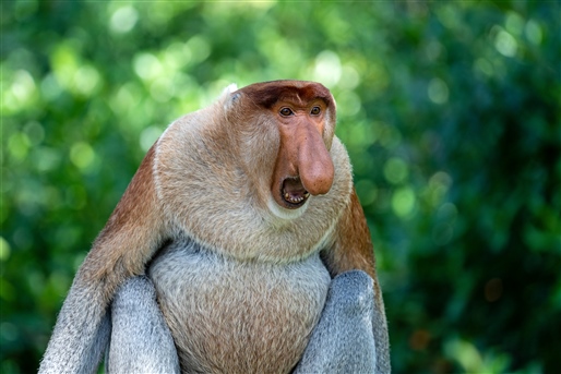 Safari through Sabah's Wilderness By World Journeys