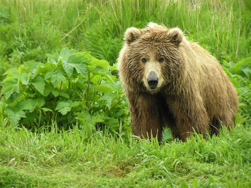 Kodiak Brown Bear Centre By World Journeys