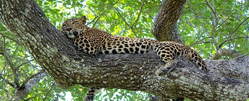 Authentic Sri Lanka with Adventure World			 			