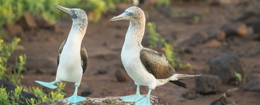 Insider Galapagos  with Adventure World			 			