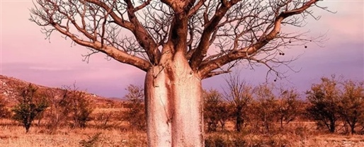 Wonders of the West Coast & Kimberley AAT Kings