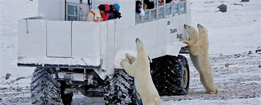 Classic Churchill Polar Bear Adventure