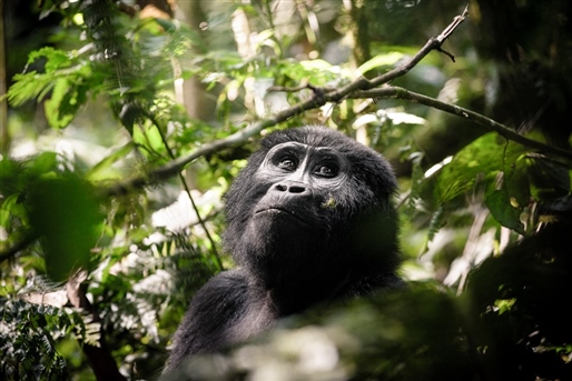 Gorillas & Wildlife By World Journeys
