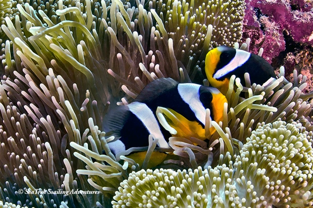 Jewels of Raja Ampat By World Journeys