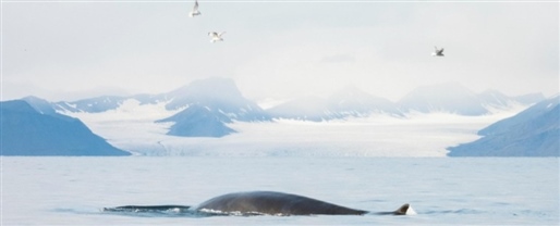 Svalbard, Greenland & Iceland Arctic Island Cruise