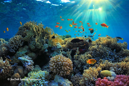 Whale Sharks, Corals & Dragons By World Journeys