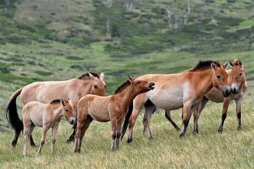 Mongolia's Nomadic West By World Journeys