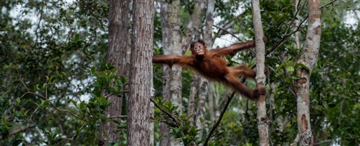 Borneo Family Adventure with Adventure World
