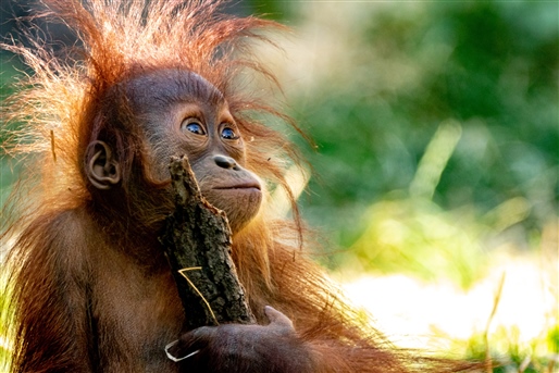 Sarawak Cultural Discovery & Mulu Adventure By World Journeys
