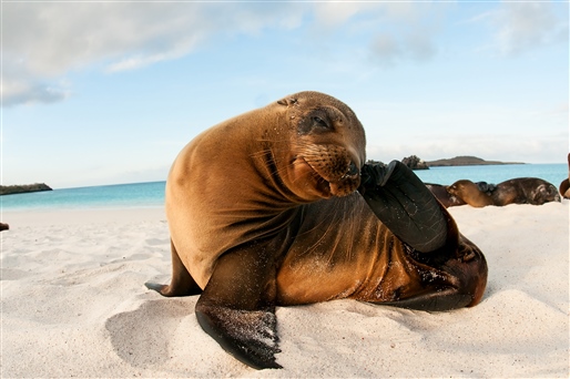 Amazon, Incas & Galapagos By World Journeys