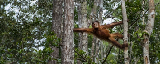 Authentic Borneo with Adventure World			 			