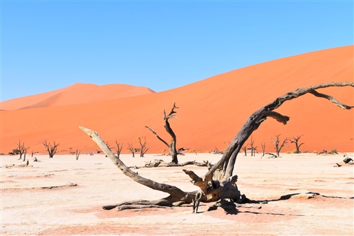 Ultimate Namibia Safari By World Journeys